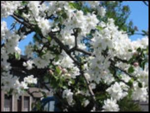 Image of tree blossom