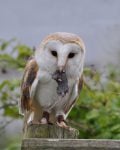 Image of a Barn Owl